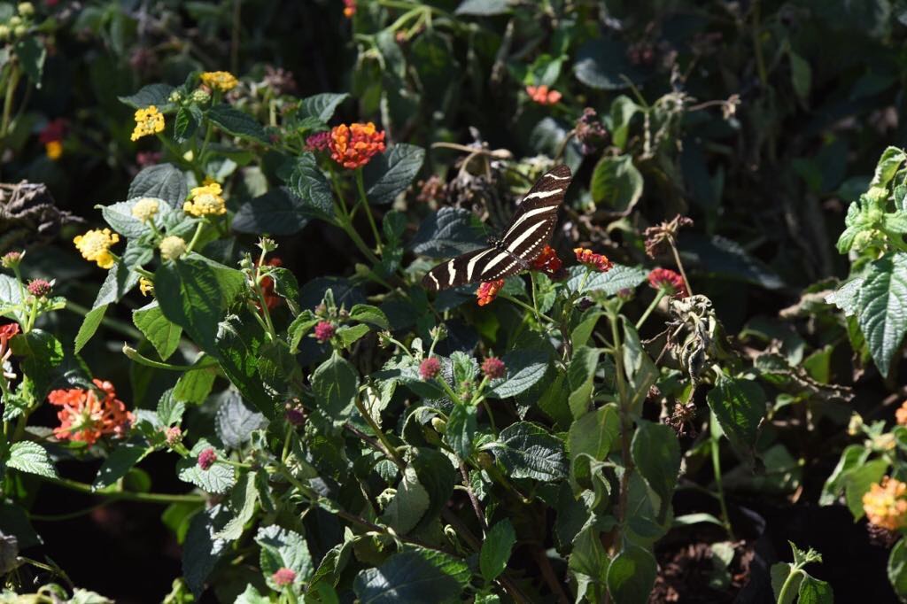 Irapuato contará con un Centro de Gestión de Residuos Biomasa