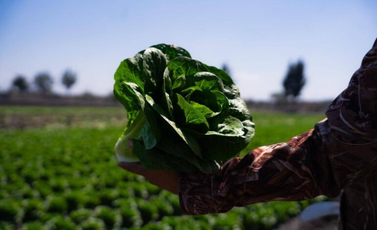 Del campo de Guanajuato a EUA: el salto de Maquinaria Medina