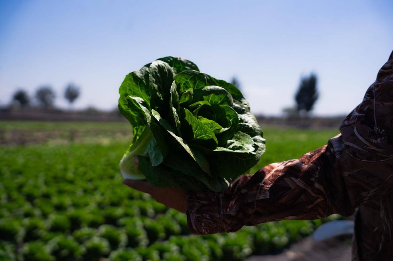 Del campo de Guanajuato a EUA: el salto de Maquinaria Medina