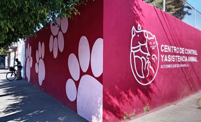 Más esterilizaciones gratuitas para Celaya