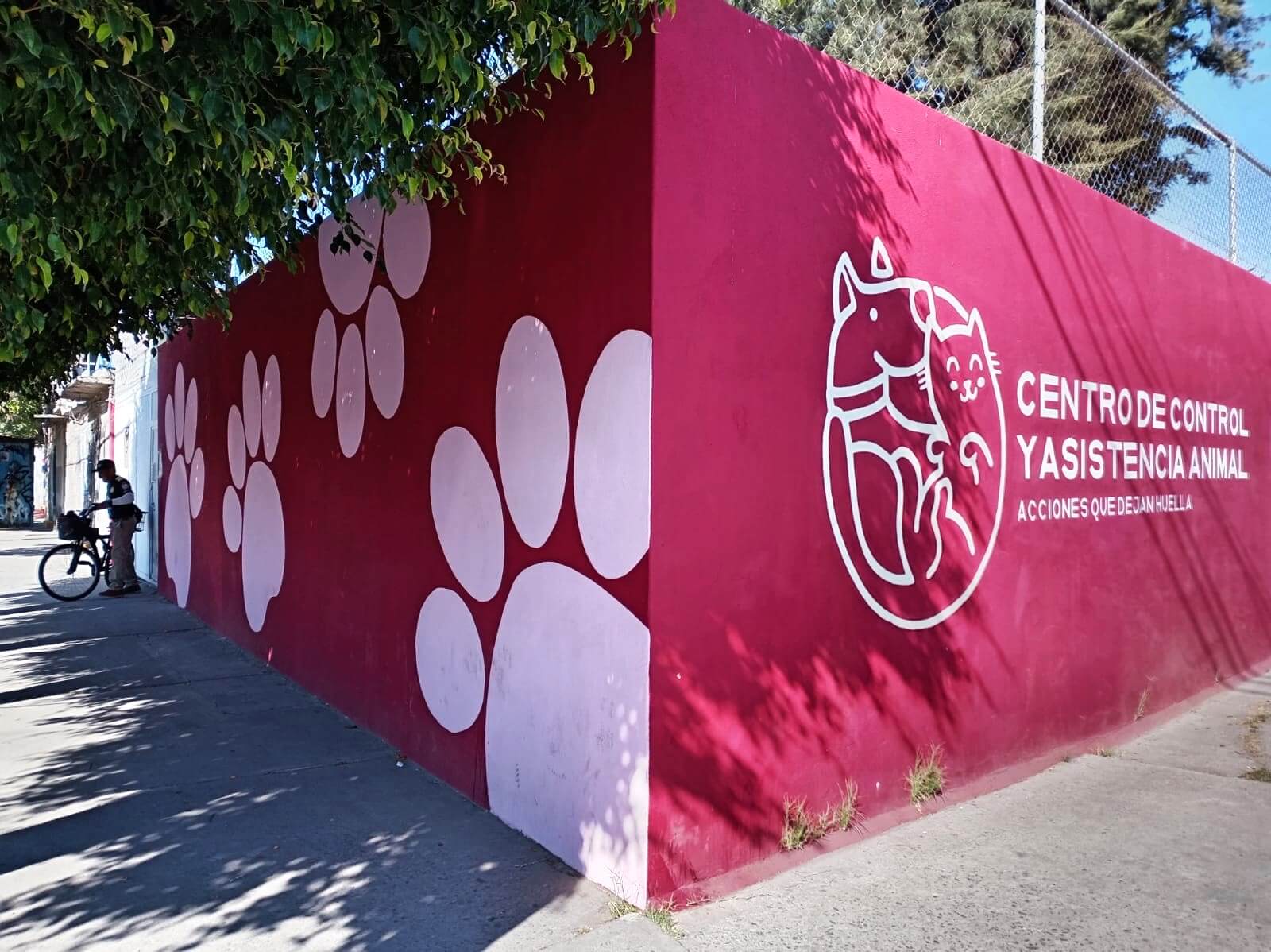 Más esterilizaciones gratuitas para Celaya