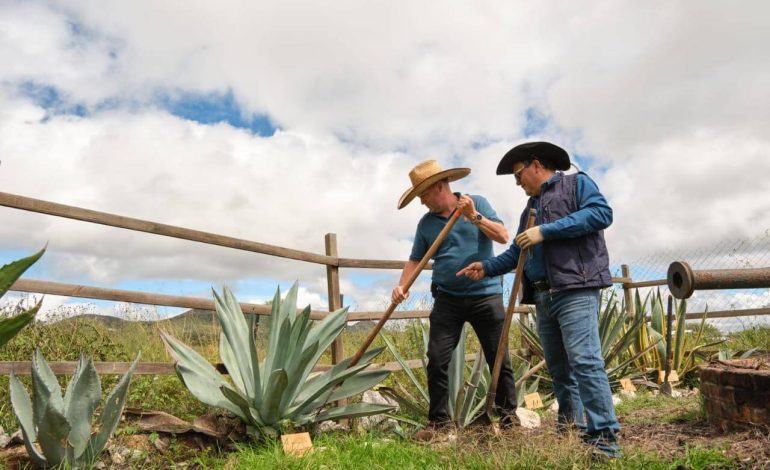 Se suman otros 4 municipios de Guanajuato a la Denominación de Origen Mezcal