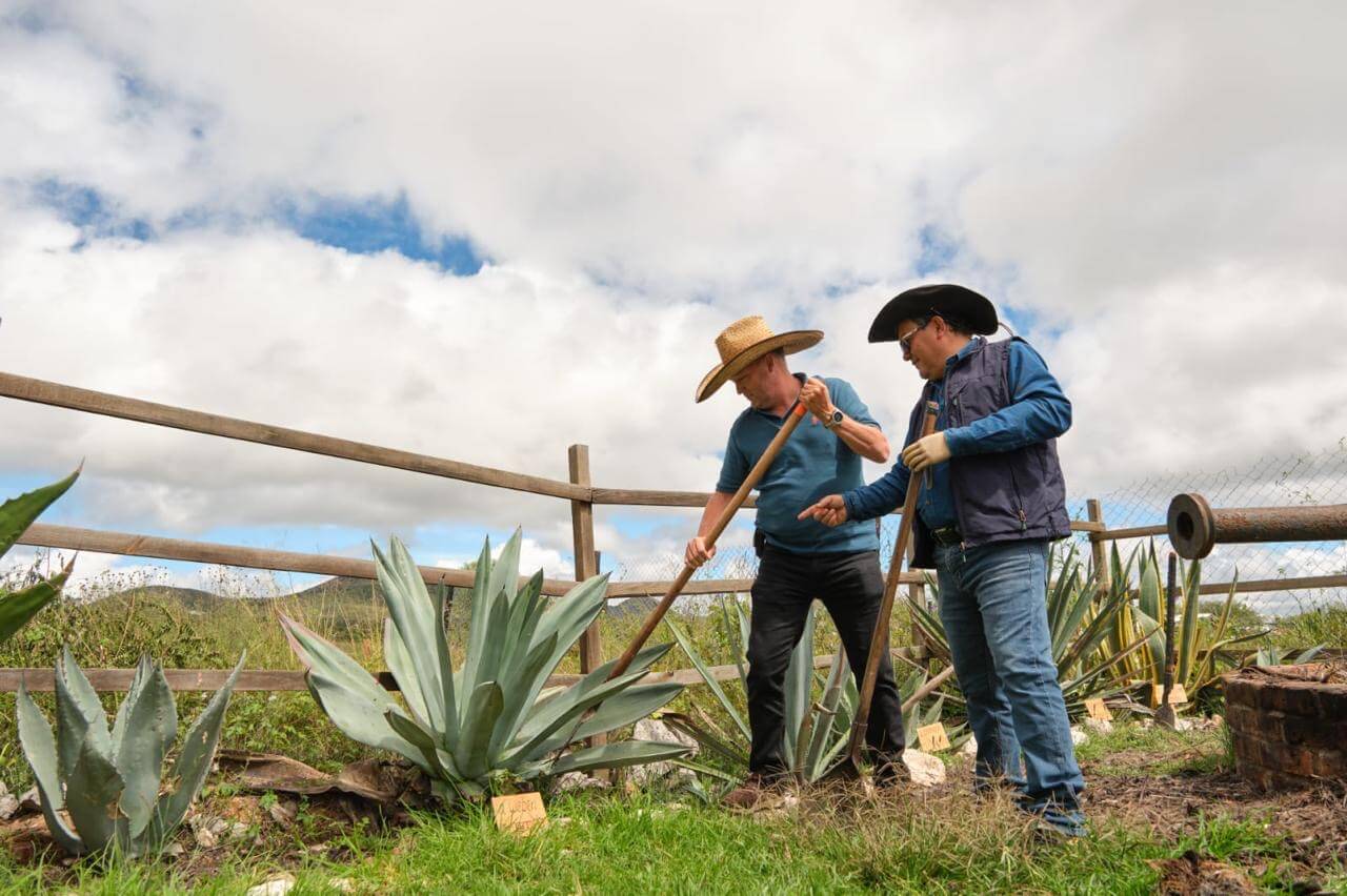 Se suman otros 4 municipios de Guanajuato a la Denominación de Origen Mezcal