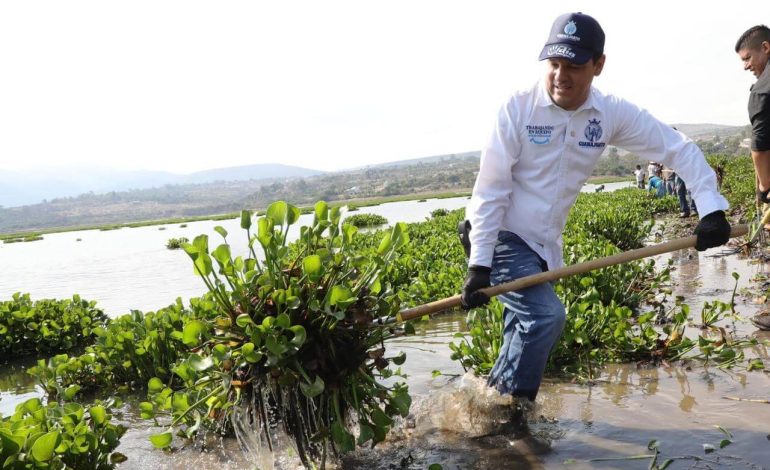 Continúa retiro de lirio acuático en la presa Ignacio Allende