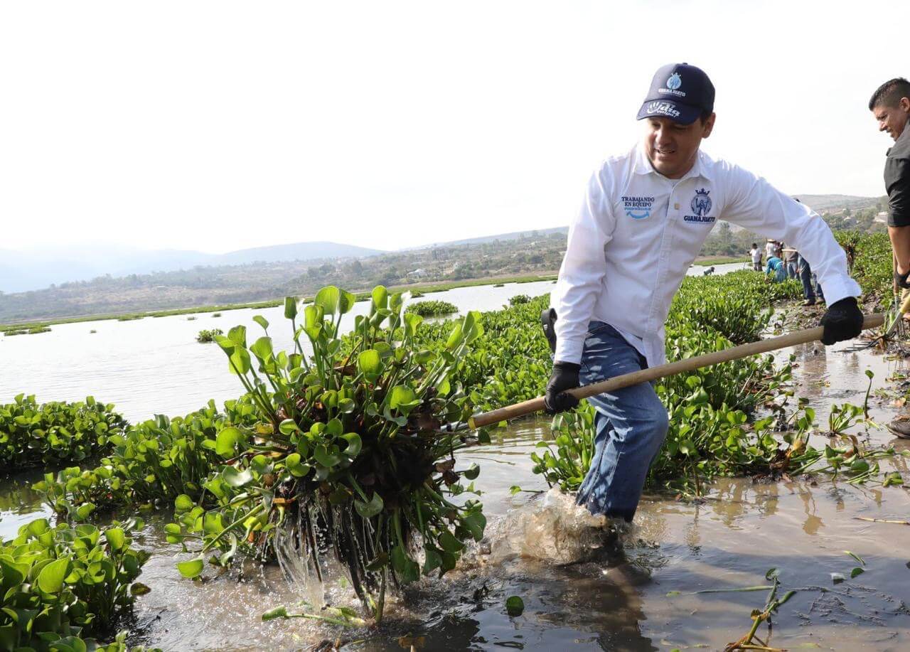 Continúa retiro de lirio acuático en la presa Ignacio Allende