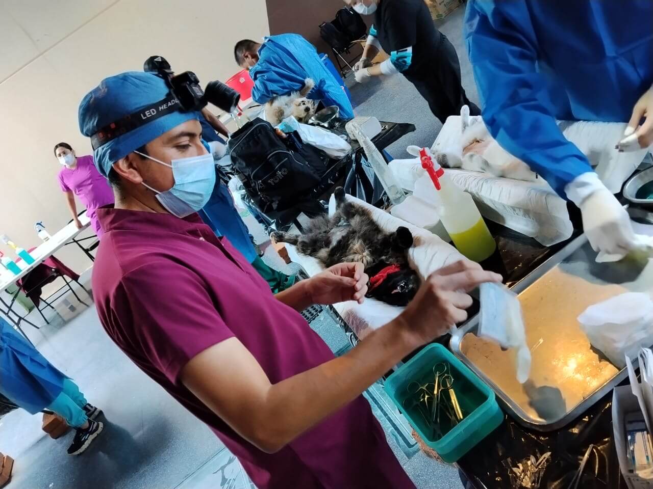 Esterilizan a 287 perros y gatos, Municipio de Celaya y Secretaría de Salud