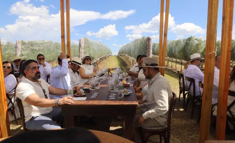 Guanajuato, el segundo estado más premiado de México por la calidad de sus vinos