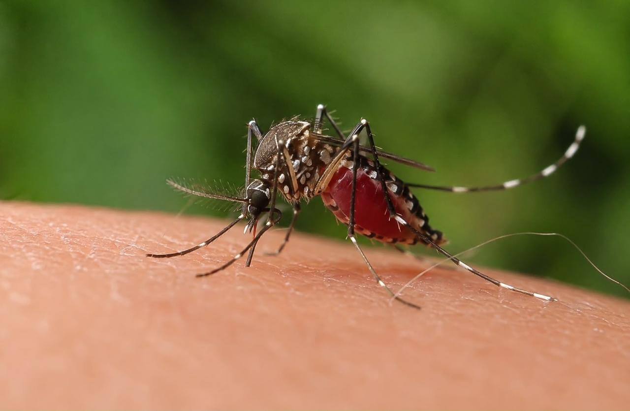 Llama IMSS Guanajuato a reforzar medidas preventivas contra dengue